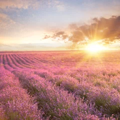 Fototapete Bereich Sonnenuntergang über einem Sommerlavendelfeld, sieht aus wie in der Provence, Frankreich. Lavendelfeld. Schönes Bild des Lavendelfeldes über der Sommersonnenunterganglandschaft.