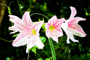 Hippeastrum pink white