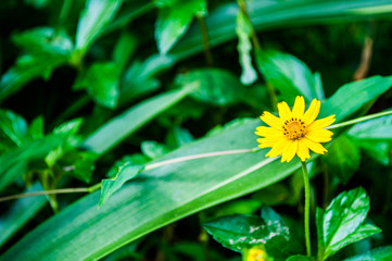 Singapore dailsy yellow