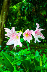 Hippeastrum pink white