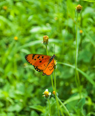 Small orange butterfly