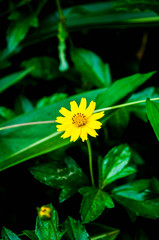 Singapore dailsy yellow