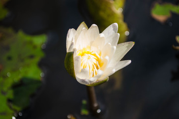 White lotus