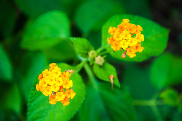 Lantana camara orange