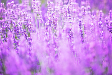 Beautiful image of lavender field over summer sunset landscape.