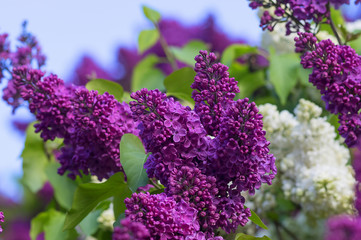 Fototapeta premium Only blossoming Lilac