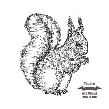 Forest animal squirrel. Hand drawn black ink sketch on white background. Vector illustration engraving style.