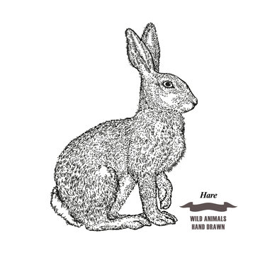 Forest animal hare or rabbit. Hand drawn black ink sketch on white background. Vector illustration engraving style.