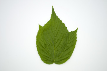 A healthy green leaf raspberry on a white background