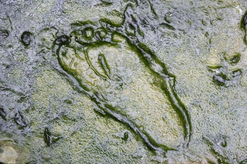 close up footprint track on the mud