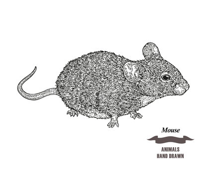 Hand drawn mouse or rat animal. Black ink sketch on white background. Vector illustration engraving style.