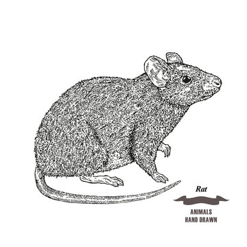 Hand drawn mouse or rat animal. Black ink sketch on white background. Vector illustration engraving style.