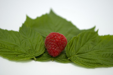 Bright red fresh raspberries, from a family orchard. The raspberry type is Polana © mr2853