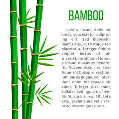Fototapeta na wymiar Fresh bamboo tree and leaves. vertical stripe and description text