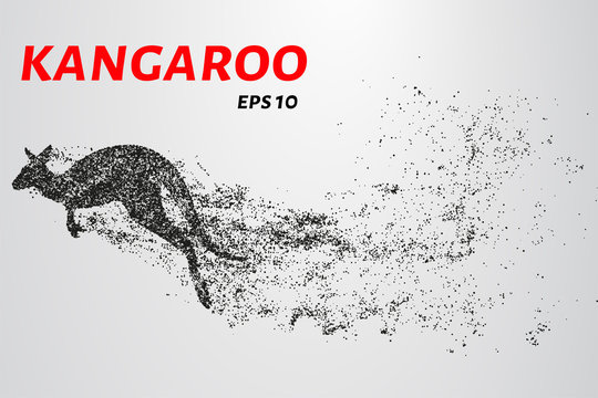 Kangaroo of particles. Kangaroo consists of small circles and dots.