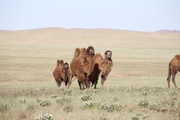 Mongolie