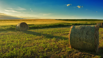 barley field with poppy © Moian Adrian
