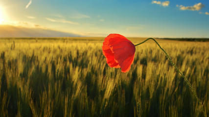 barley field with poppy