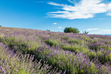 Obraz premium fioritura lavanda