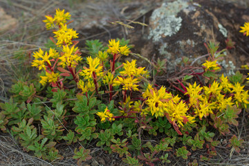 Delosperma congestum grows in the Ural steppes