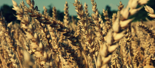Getreide / Weizen