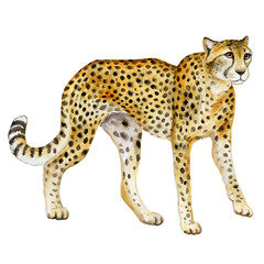 Cheetah. Watercolor wild cat. Animal silhouette sketch. Wildlife art illustration. Vintage graphic for fabric, postcard, print, greeting card, book, poster, tee-shirt, kids toys