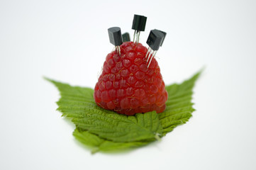 Bright red fresh raspberries, from a family orchard. The raspberry type is Polana © mr2853