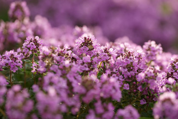 Flowering thyme