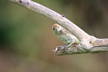 Eurasian blackcap