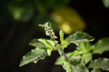  leaf and flower of  holy basil thailand herb