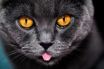 Closeup of beautiful luxury gorgeous grey british cat with vibrant eyes. Dark Background. Selective focus. © nerudol