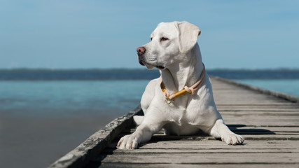 Junger Labrador Retriever Hund Welpe am Strand auf einem Steg in der Sonne vor dem Meer