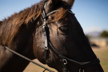 Brown horse standing in the field on a sunny day