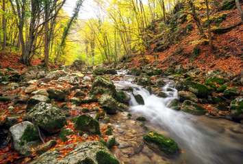 Autumn creek woods with yellow trees foliage and rocks in forest mountain.