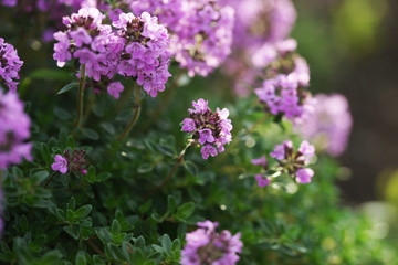 Flowering thyme