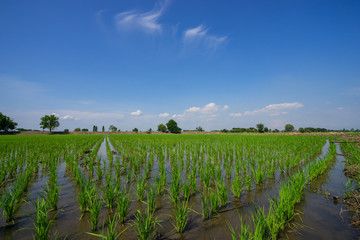 Fototapeta na wymiar small rice field in countryside and blue sky