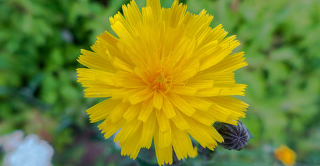 Eine gelbe Blume vor grünem Hintergrund