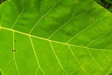 Teak tree  leaf