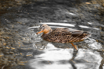 Duck in the water