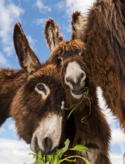 Fototapeta premium Cute fluffy and hairy donkeys in a field eating grass