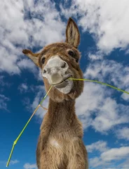 Foto op Plexiglas Ezel Portret van een grappig uitziende schattige pluizige ezel die gras eet