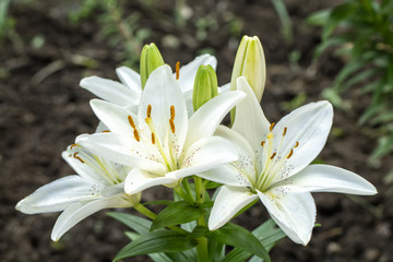 White Lilium flower