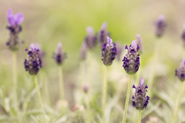 Lavender flower