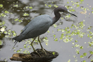 Little blue heron perched on a stump in the Florida Everglades.