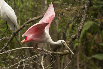 Roseate spoonbill perched on a branch in the Florida Everglades.