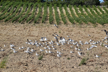 Goélands posés dans les terres.