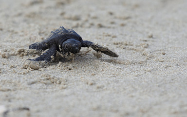 Caretta Caretta Turtle, Alikes, Zakynthos, Greece