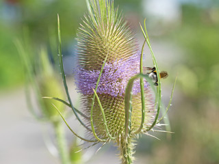Wilde Karde, Dipsacus fullonum