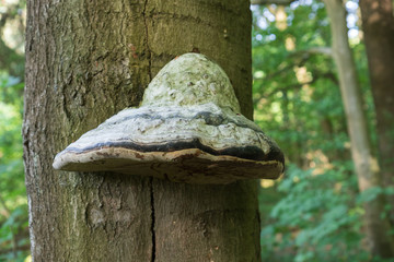  Ładny okaz huba drzewnej