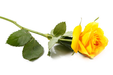 Obraz premium Yellow rose flower